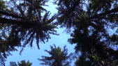 thumbnail of medium WALDNESS "Waldbaden" für Geist Körper und Seele
