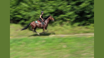 thumbnail of medium Das Pferdereich Mühlviertler Alm - Bergauf Bericht