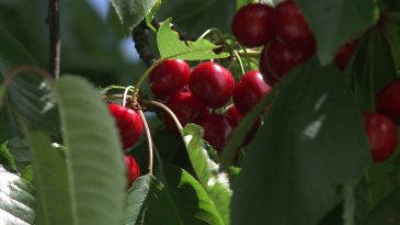 thumbnail of medium Schmankerlwirte und Genussregion Burgenland