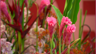 thumbnail of medium Blühendes Österreich 2017 - Bergauf Bericht